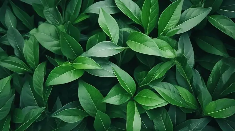 lush-green-leafy-textured-wallpaper-a-natural-background-of-leaves 9990000.jpg!sw800